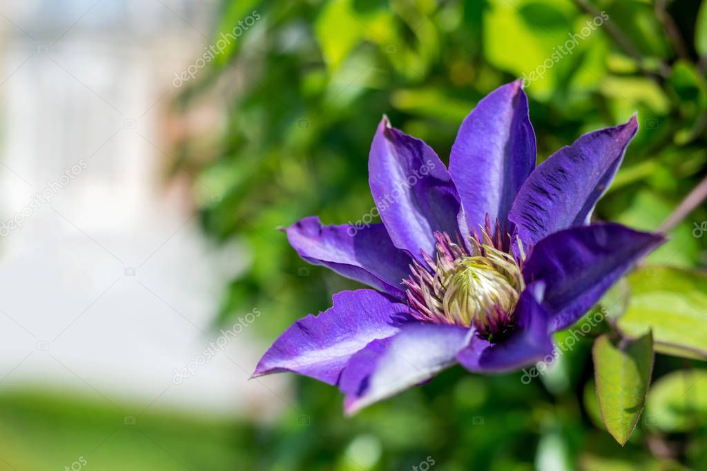 Closeup of clematis blossom - selective focus, copy space