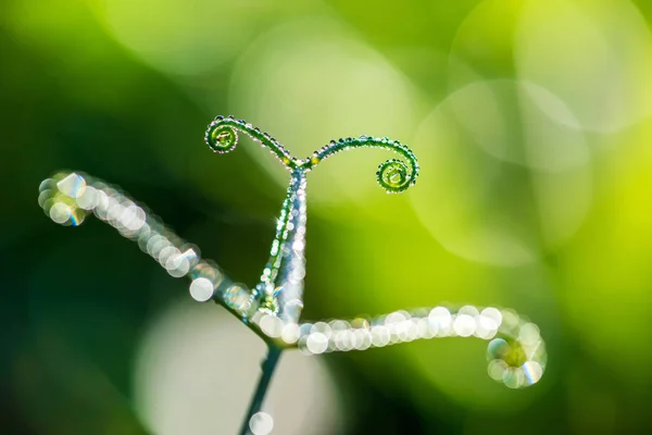 Composition abstraite avec gouttes de rosée sur les plantes - mise au point sélective, espace de copie — Photo