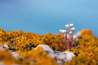 -seçici odak bir bahar tarlada çiçek açan çiçekler
