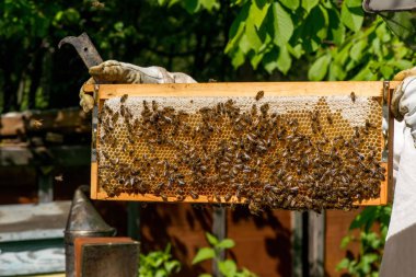  Onun arı kovanı Bahçe üzerinde arıcı