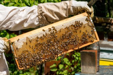  Onun arı kovanı Bahçe üzerinde arıcı
