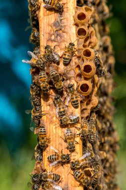 Arılarda bal peteğindeki arılara yakın çekim