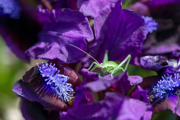 Wilde Iris en een groene sprinkhaan in het — Stockfoto