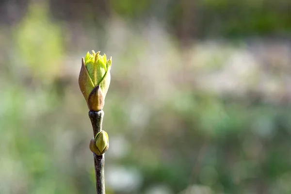 Ramos florescentes na primavera — Fotografia de Stock