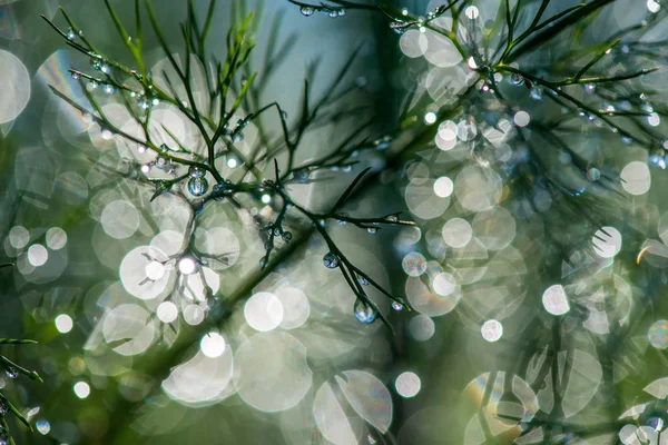Абстрактный состав с капельками росы на растениях - селективная фокусировка, копировальное пространство — стоковое фото