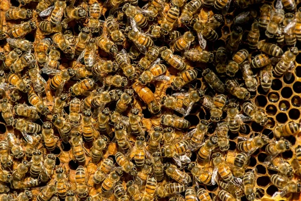 Lo sciame d'api regina - focus selettivo — Foto Stock