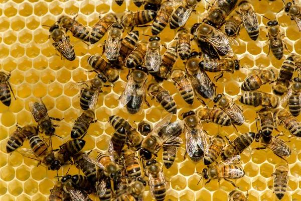 Primer plano de las abejas en panal en colmenar — Foto de Stock