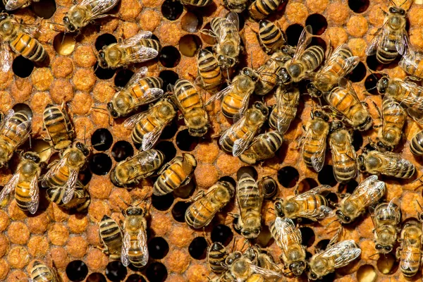 O enxame de abelha rainha - foco seletivo — Fotografia de Stock