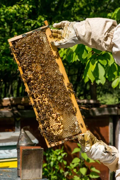 Пчеловод работает над своими ульями в саду — стоковое фото