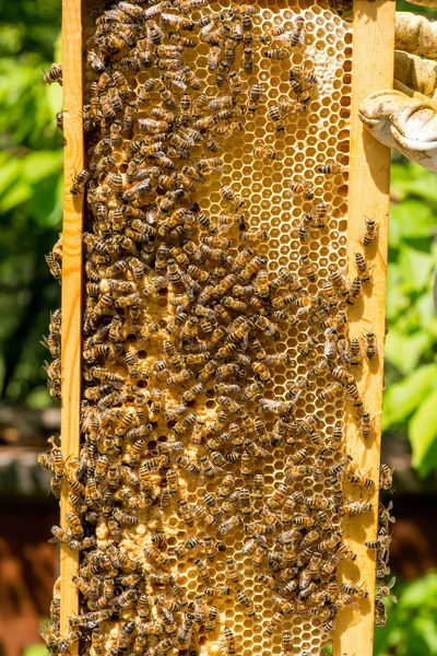 Včelař pracuje na své úly v zahradě — Stock fotografie