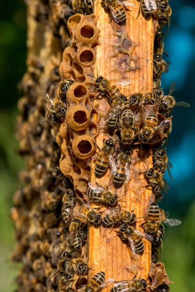 Arılarda bal peteğindeki arılara yakın çekim — Stok fotoğraf