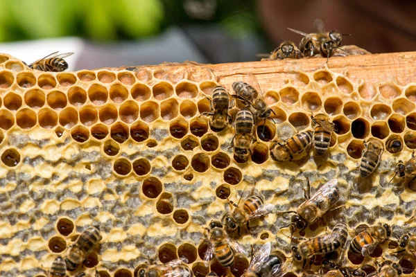 Detailní záběr včel na včelích plástech — Stock fotografie
