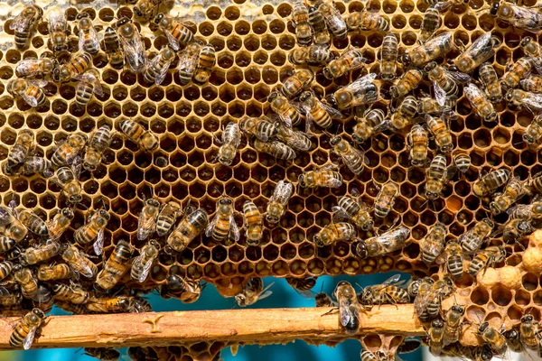 Nahaufnahme von Bienen auf Bienenwaben im Bienenhaus — Stockfoto