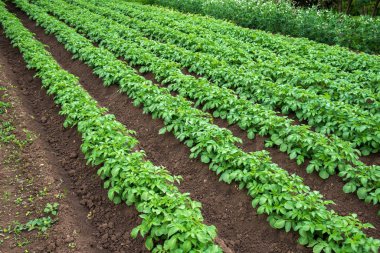 Satır alanında genç patates bitkilerin