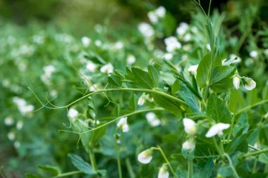 Bir erken bahar bahçe tesislerinde taze bezelye