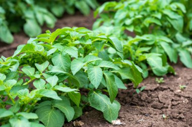 Satır alanında genç patates bitkilerin