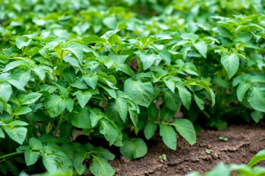 Satır alanında genç patates bitkilerin