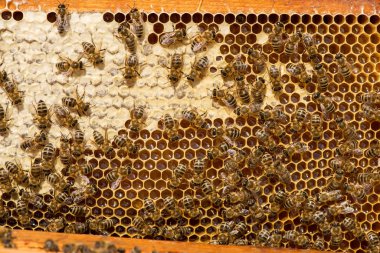 Arılarda bal peteğindeki arılara yakın çekim