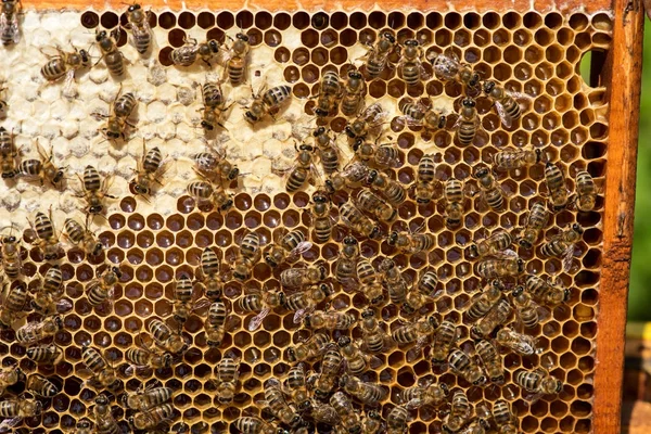 Detailní Záběr Včel Včelích Plástech — Stock fotografie
