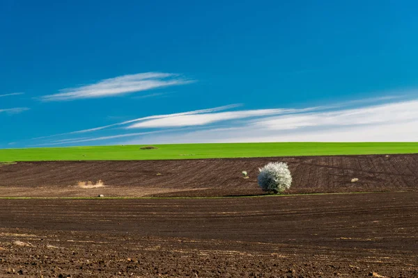 Vista rural idílica de terras agrícolas e árvore florescente na primavera foco seletivo, espaço de cópia — Fotografia de Stock