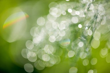 Yeşil ve sarı tonlarda güneş ışığı ile doğal bokeh arka plan