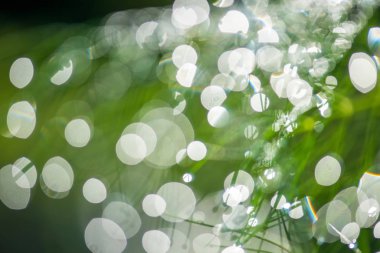 Yeşil ve sarı tonlarda güneş ışığı ile doğal bokeh arka plan