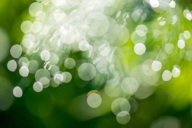 Yeşil ve sarı tonlarda güneş ışığı ile doğal bokeh arka plan