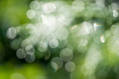 Yeşil ve sarı tonlarda güneş ışığı ile doğal bokeh arka plan