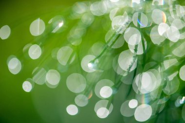 Yeşil ve sarı tonlarda güneş ışığı ile doğal bokeh arka plan