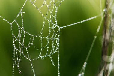 Bir örümcekten net yeşil arka plan üzerinde - seçici odak, kopya alanı yakın çekim