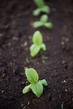 çimlenme ayçiçeği bahar bahçe - seçici odak, kopya alanı