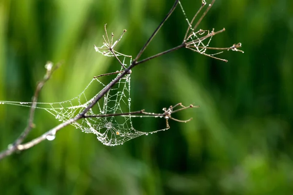 녹색 배경-선택적 초점, 복사 공간 위에 그물 거미의 클로즈업 — 스톡 사진