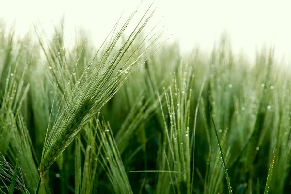 Close up of a green barley with dew drops — Stock Photo, Image