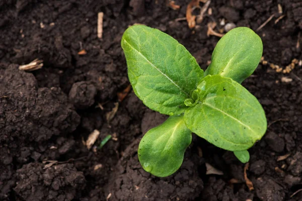 çimlenme ayçiçeği bahar bahçe - seçici odak, kopya alanı