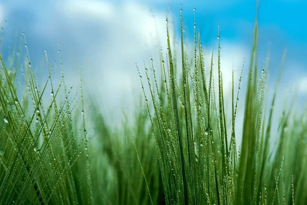 Primo piano di un orzo verde con gocce di rugiada — Foto Stock