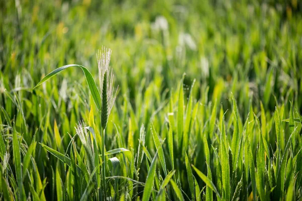 Zblízka zelené pšenice s kapkami Rosy — Stock fotografie