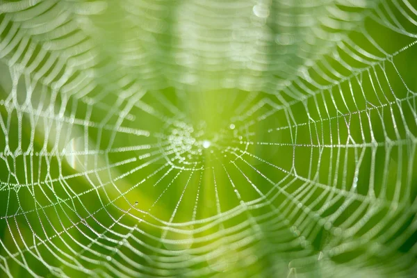 Desenfoque abstracto de una red de araña sobre fondo verde — Foto de Stock