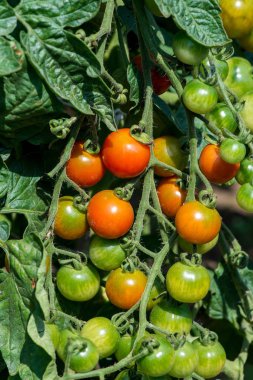 Dalları sebze bahçesinde kiraz domates ile