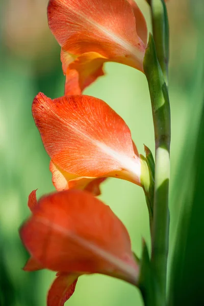 Flowering gladiolus in the garden - selective focus — Stock Photo, Image