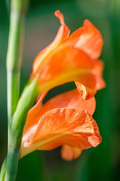 Flowering gladiolus in the garden - selective focus — Stock Photo, Image