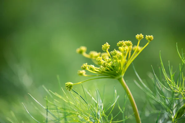 Plantas de eneldo de floración - enfoque selectivo, espacio de copia — Foto de Stock