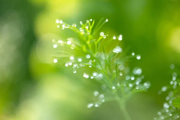 Gouttes de rosée sur les plantes d'aneth - mise au point sélective, espace de copie — Photo