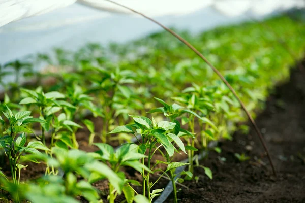 고추 식물 및 똑 관개-선택적 초점으로 온실 — 스톡 사진