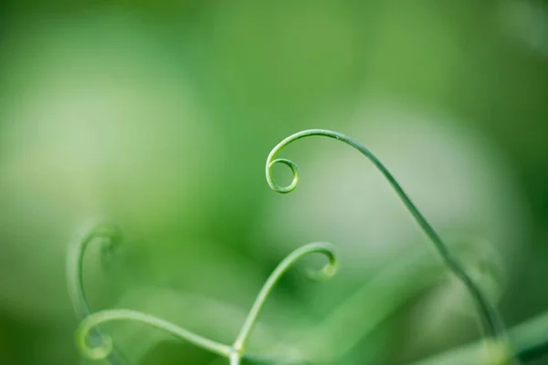 Estremamente ravvicinato di una spirale vegetale - focalizzazione selettiva — Foto Stock