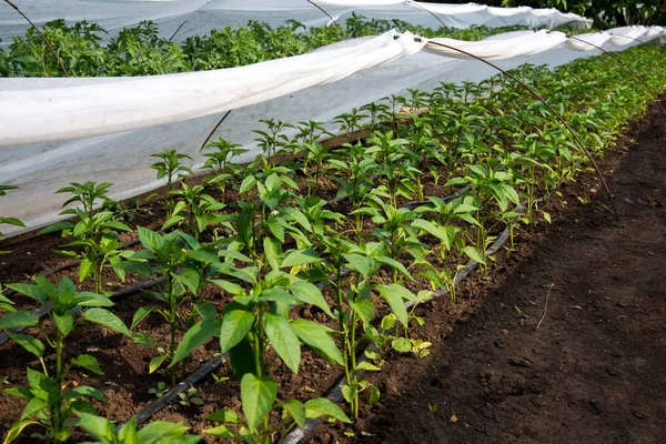 Invernadero con planta de pimienta y riego por goteo - enfoque selectivo — Foto de Stock