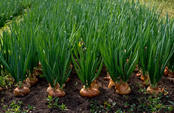 Close-up van UI planten gekweekt in een kas - selectieve aandacht — Stockfoto