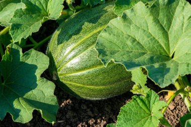 Organik kavun bitki alanında