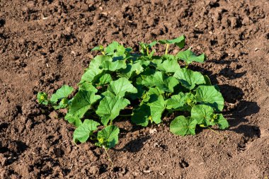 Organik kavun bitki alanında