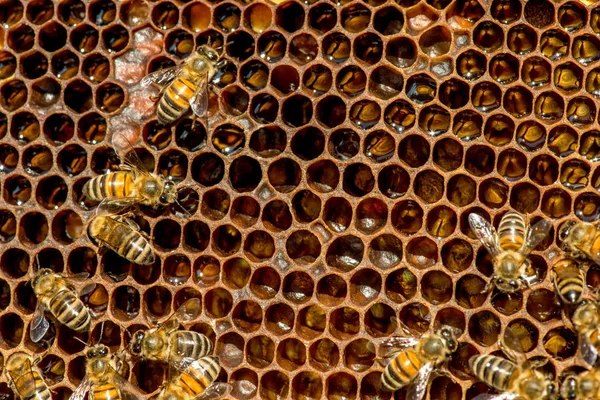 Méhek közelsége méhsejtszerkezeten a méhészetben — Stock Fotó