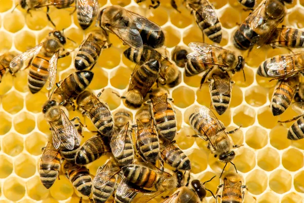 Primo piano di api su favo d'ape in apiario — Foto Stock